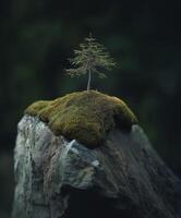 tiny tree growing on top of moss covered rock, showcasing nature resilience photo
