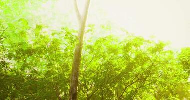 Sunlight filters through lush green trees in a vibrant forest atmosphere video