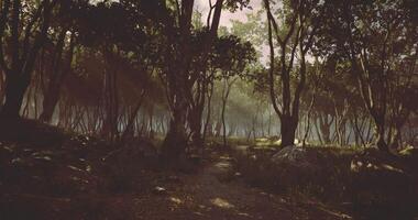 Sunlight filters through trees in a dense forest during early morning hours video