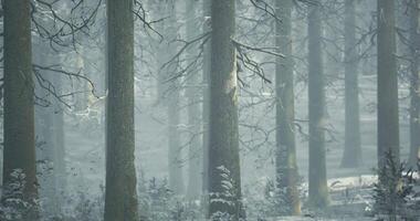 Misty winter forest with tall trees and soft sunlight filtering through video