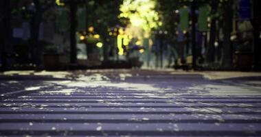 Streets lined with trees and shadows in a quiet urban area during dusk video