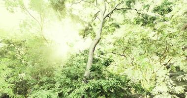 Lush greenery illuminated by bright sunlight in a dense forest setting video