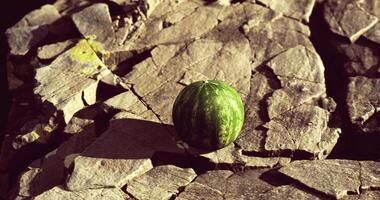 Watermelon resting on textured stone surface under warm sunlight video