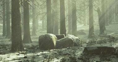 Winter forest landscape with fog and rocks in a serene environment video