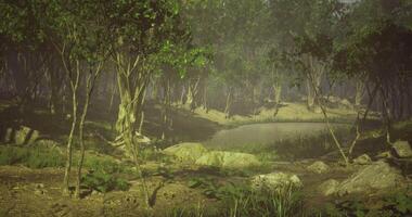 Serene forest landscape with a tranquil pond surrounded by trees video