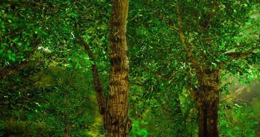 Lush green trees create a serene atmosphere in a vibrant forest setting video
