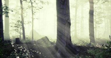 Dappled sunlight filters through trees in a tranquil forest ambiance video