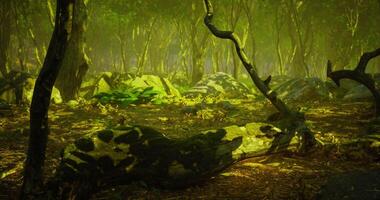 Serene forest with sunlight filtering through lush green leaves video