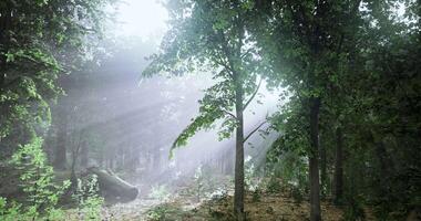 Sunlight filtering through trees in a tranquil forest setting video