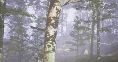 Misty forest with tall trees and soft sunlight filtering through leaves video