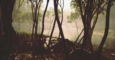 solljus filter genom träd förbi lugn vatten i en lugn skog miljö video