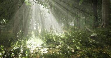Sunlight filters through trees creating a serene forest atmosphere video