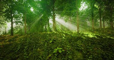 Lush green forest with sun rays illuminating the peaceful landscape video