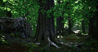 Sunlight filters through lush green leaves in a serene forest setting video