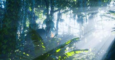 Licht Filter durch üppig Grün im ein beschwingt tropisch Regenwald video