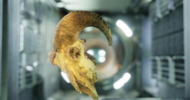 Ram skull floats in zero gravity aboard the international space station video