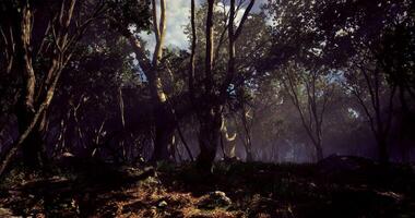 Mysterious forest glade with shafts of light breaking through the canopy video