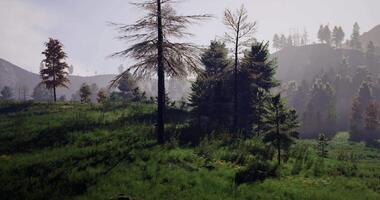 Serene landscape featuring lush greenery and towering trees at sunrise video