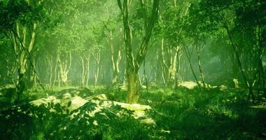 Lush green forest with sunlight filtering through trees video