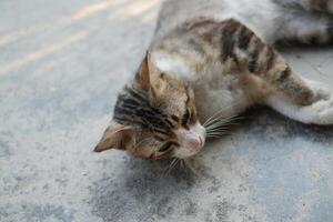 Sleepy Cat Enjoying a Warm Sunny Day photo