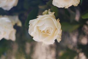 A White Rose in Gentle Fading Beauty photo