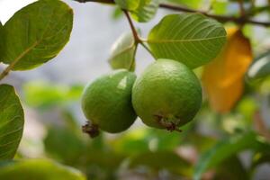 Guava Fruit on the Tree with a Green Leaves Background in the Garden photo