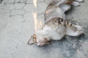 cat lying on the cement, selective focus photo