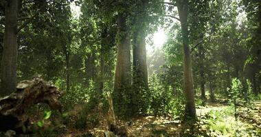 Sunlight filters through lush trees in a tranquil forest setting video