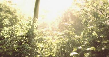 Sunlight filters through lush greenery in a tranquil forest setting video