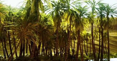 Lush palm trees bathed in sunlight near a serene oasis in the desert video