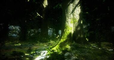 Moss covered trees bathe in soft light within a lush forest setting video