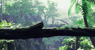 Lush green forest with sunlight filtering through trees and ferns video