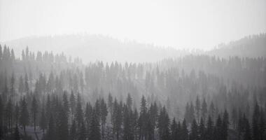 Misty forest landscape with towering trees in a serene mountainous region video