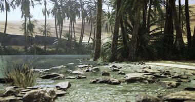 Tranquil oasis with palm trees and rocky shore in a desert landscape video