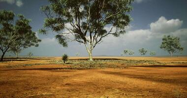 Drought stricken landscape with sparse trees and dry earth in a sunny sky video
