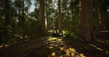 Tall trees cast shadows on the forest floor in a serene woodland setting video