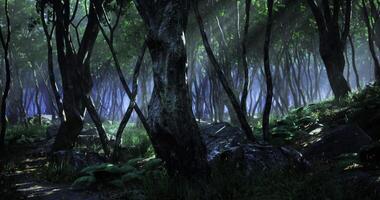 Mysterious forest with dense trees and misty atmosphere in twilight video