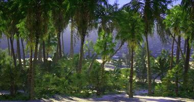 Lush tropical landscape with palm trees and calm ocean views in daylight video