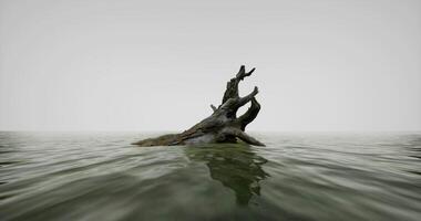 Stagnant water surrounding a weathered tree trunk at dawn video