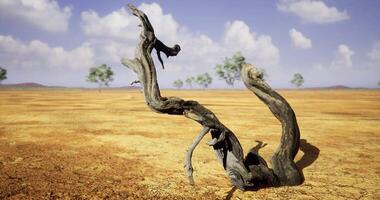 Twisted tree branch in arid landscape under a blue sky with clouds video