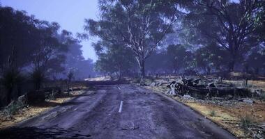Desolate country road surrounded by dense trees in late afternoon light video