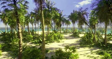 Majestic tropical island landscape with palm trees and ocean view video