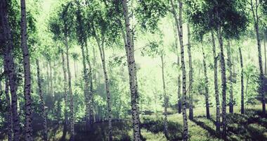 Lush green forest with sunlit trees and vibrant foliage in springtime video
