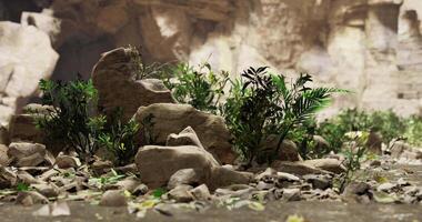 Rocky terrain with lush greenery in a natural rocky setting video