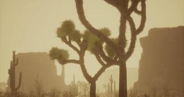 Desert landscape with distinct Joshua trees during golden hour light video