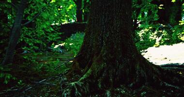 Exploring the intricate roots and foliage of a lush forest during daytime video