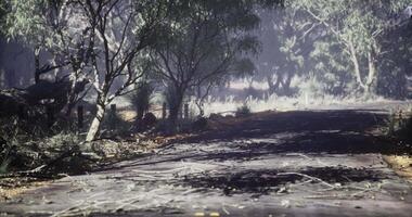 Nature path with scattered debris in a quiet forest during daylight hours video