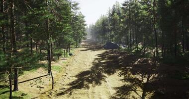Peaceful forest path on a sunny day surrounded by tall trees video