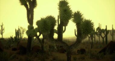 Desert landscape with Joshua trees under a hazy yellow sky at dusk video