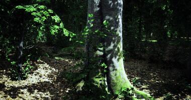 Majestic tree surrounded by lush greenery and dappled sunlight in forest video